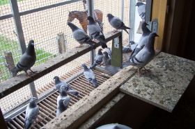 Kikje in de ren, hoog en droog